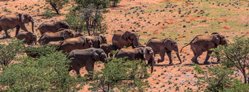 Grootberg Lodge Grootberg Lodge: Elefanten