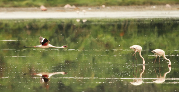 Kasenyi Safari Camp: Flamingos