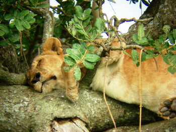Kidepo National Park: Schlafende Löwin