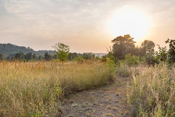 Kings Lodge: Pfad durchs Gelände