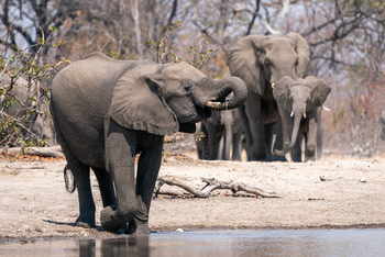 King's Pool Camp King's Pool Camp: Elefant