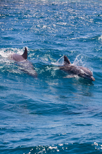 Kinondo Kwetu Kinondo Kwetu: Delfine