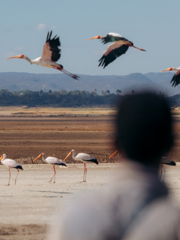 Kisima Ngeda Camp: Nimmersattstörche