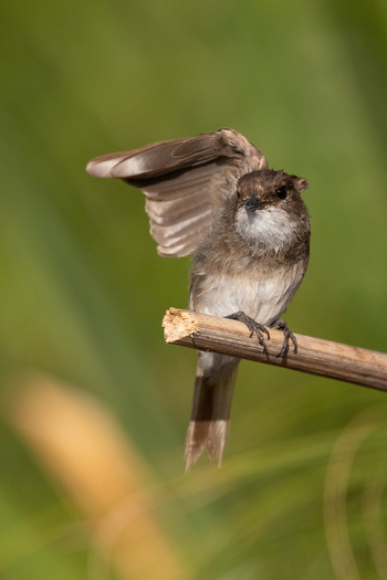 Kisima Ngeda Camp: Uferschwalbe