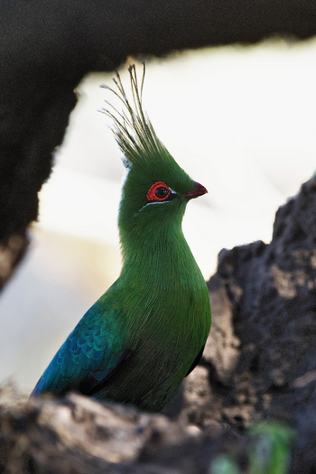 Konkamoya Lodge: Schalow's Turaco - Touraco schalowi