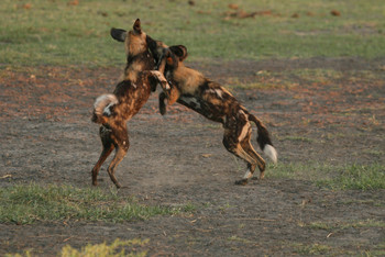 Kwara Camp Kwara Camp: Kämpfende Wildhunde