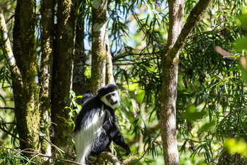 Loldia House: Eburu Forest