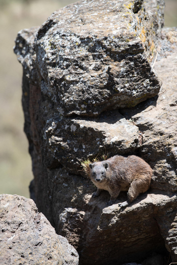 Loldia House: Lake Nakuru