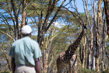 Loldia House: Massai-Giraffe