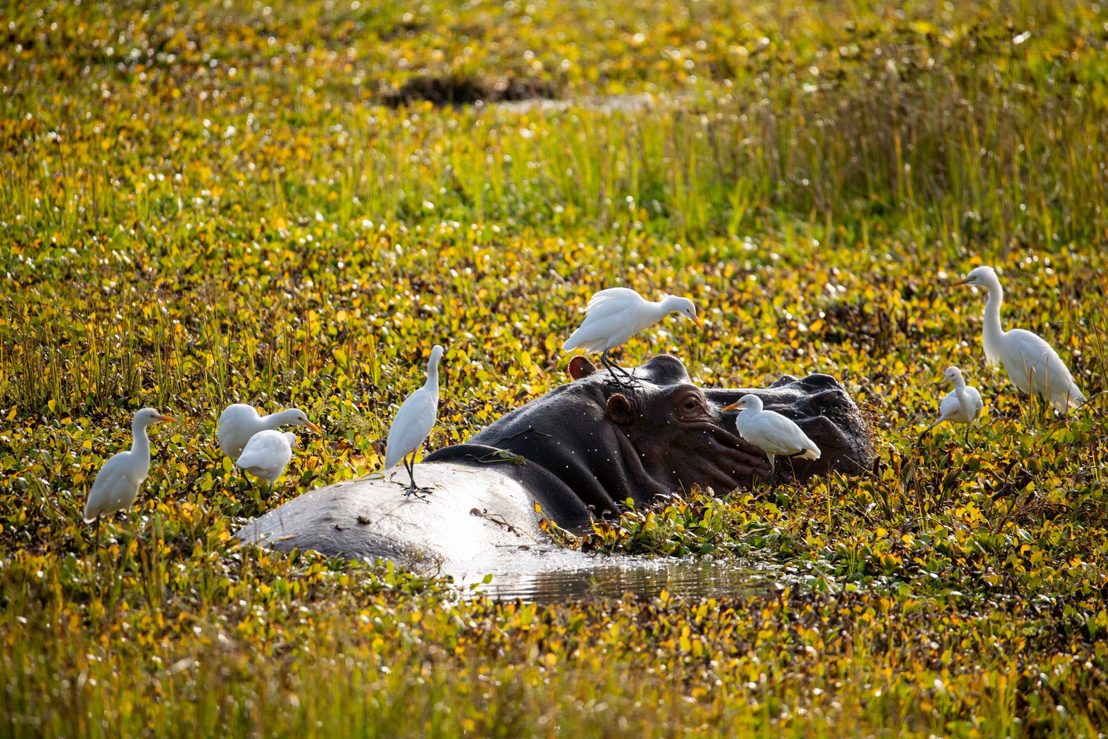 Mana River Camp Mana River Camp: Nilpferd mit Reihern