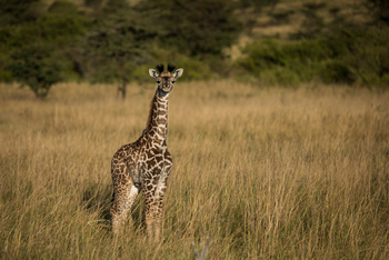 Mara Toto Tree Camp: Babygiraffe