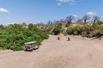 Mhara River Camp: Safari Fahrzeug mit Gästen bei Elefantenbeobachtung