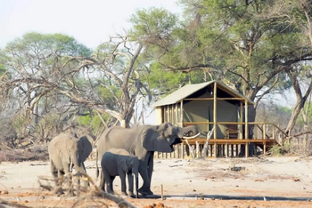 Mogogelo Camp Mogogelo Camp: Elefanten vor dem Camp