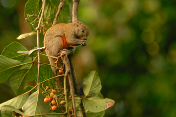Musa Jungle Retreat Musa Jungle Retreat: Flughörnchen