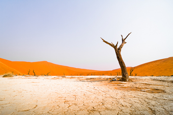Namib Outpost: Toter Baum