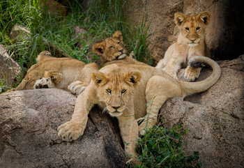 Namiri Plains Camp: Junge Löwen