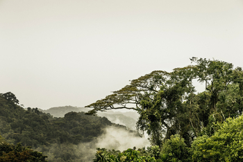 One and Only Nyungwe House: Landschaft und Nebel