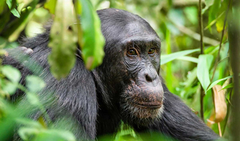 Primate Lodge: Chimp Face