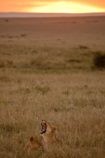 Sala's Camp: Löwen im Gras