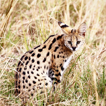 Saruni Mara Camp: Serval