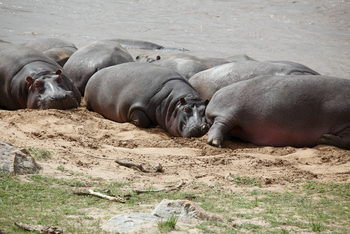Serengeti Bushtops: Hippos