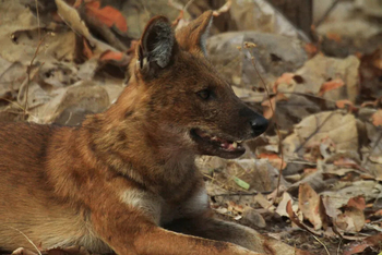 Svasara Jungle Lodge: Wild Dog aka Dhole