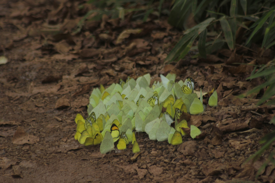 Tathastu Resort Tadoba