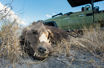 Tau Pan Camp Tau Pan Camp: Schädel einer Braunen Hyäne