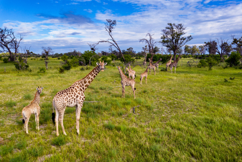 Tuludi Camp: Giraffenfamilie