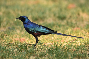 andBeyond Sandibe Okavango Safari Lodge: Meve's Starling