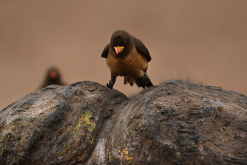 andBeyond Sandibe Okavango Safari Lodge: Oxpecker