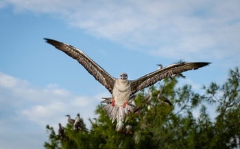 Alphonse Island Lodge: Red-footed Booby