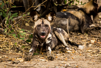 Amanzi Camp: Wildhund