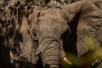 Anantara Tented Camp Kafue River: Elefantenkopf mit Zweig im Rüssel