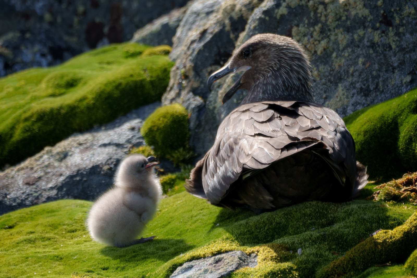 Antarctica21 Tiere Antarctica21 Tiere