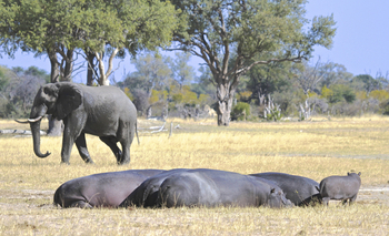 Bomani Tented Lodge Bomani Tented Lodge: Hippos und Elefant