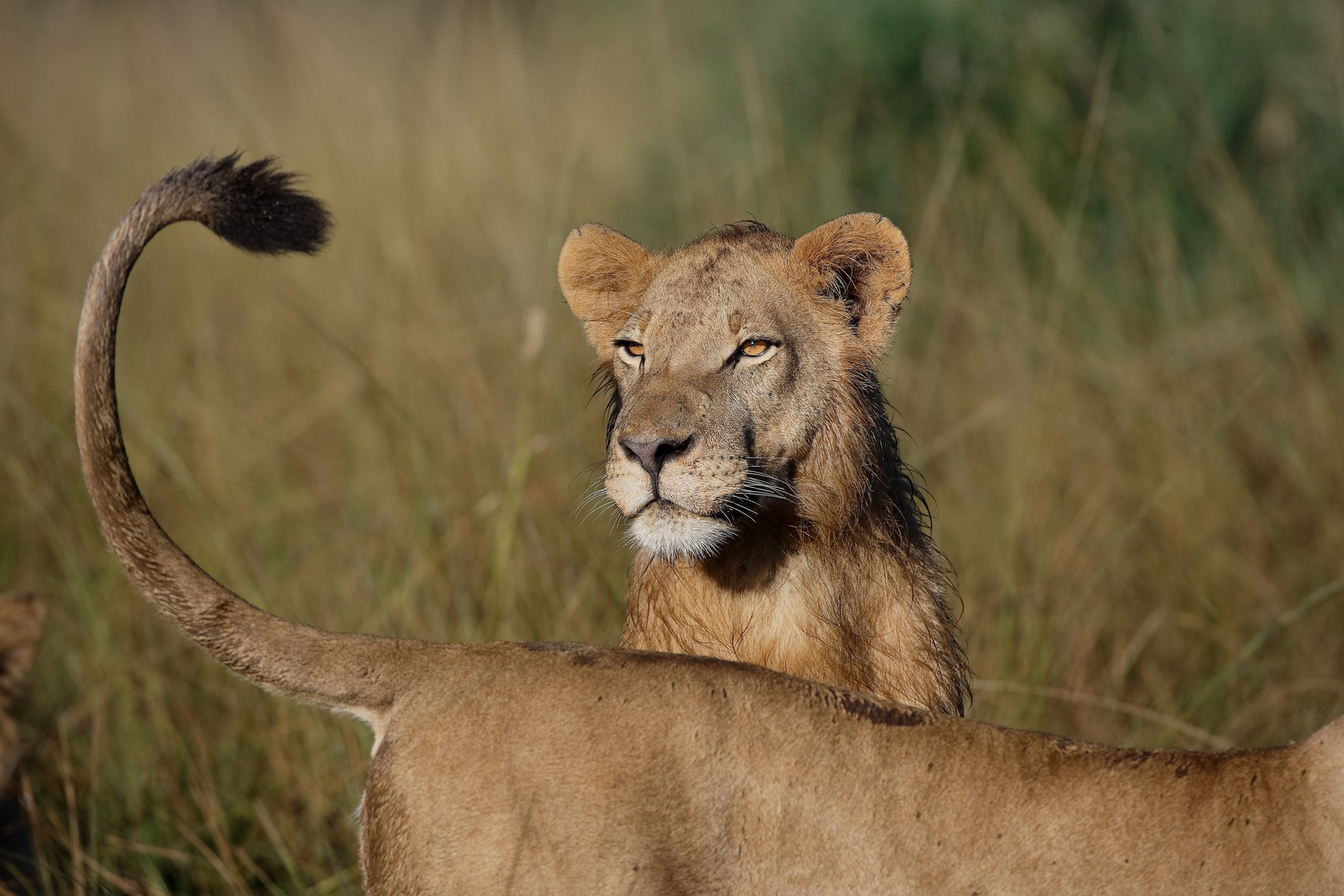 Cha Cha Metsi Camp Cha Cha Metsi Camp: Junger Löwe