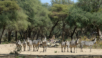 Old Mondoro Camp: Zebras