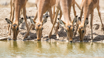 Dinaka Lodge: Impalas