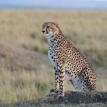 Elewana Elephant Pepper Camp Elewana Elephant Pepper Camp: Spähender Gepard