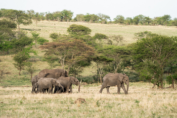 Elewana Serengeti Migration Camp: Elefanten
