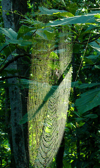 Flame of the Forest Safari Lodge: Radnetz