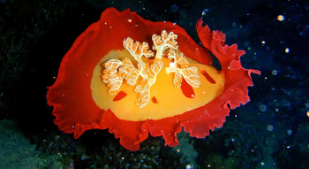 Fundu Lagoon: Tauchen