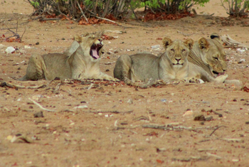 Hobatere Lodge: Löwengruppe