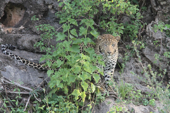 Jamala Madikwe: Leopard zwischen Felsen