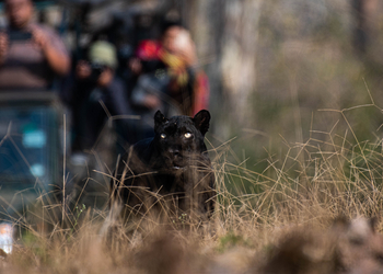 Kaav Safari Lodge: Schwarzer Panther vor Game Drive Vehicle