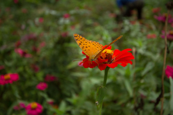 Kings Lodge: Schmetterling