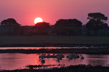 Konkamoya Lodge: Pelikane im Sonnenuntergang