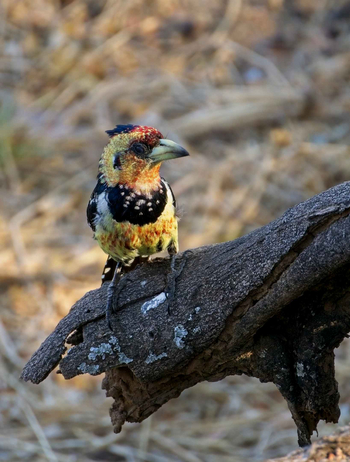 Koro River Camp: Crested Barbet