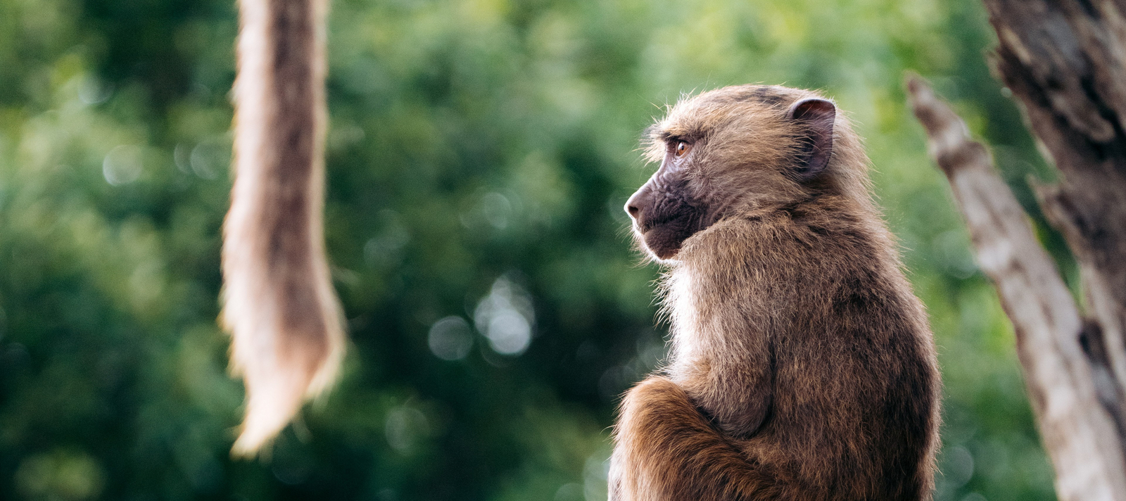 Koroi Forest Camp Koroi Forest Camp: Pavian von der Seite